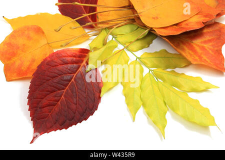 Les feuilles tombées colorés isolé Banque D'Images