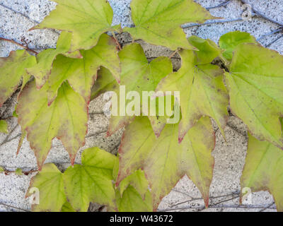 Détail de vigne vierge sur le mur Banque D'Images