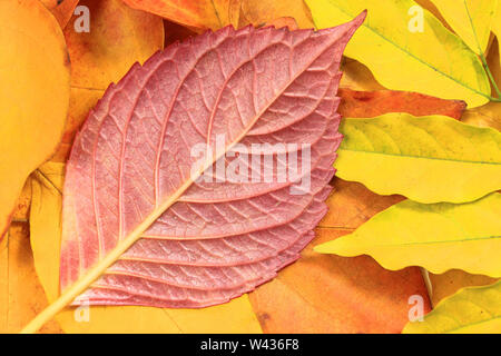 Les feuilles d'automne background Banque D'Images