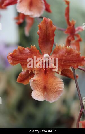 Superbe et belle orchidée rare wilsonara wils, orchidacea. Banque D'Images