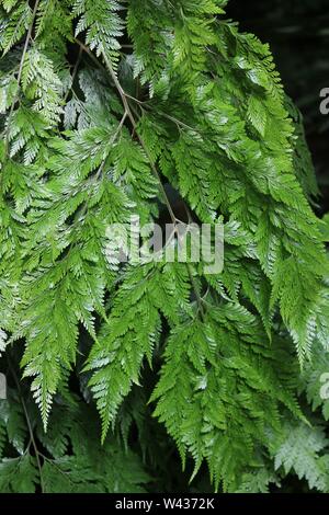 Patte de lapin Davallia fejeensis Fougère, plante, plante commune. Banque D'Images