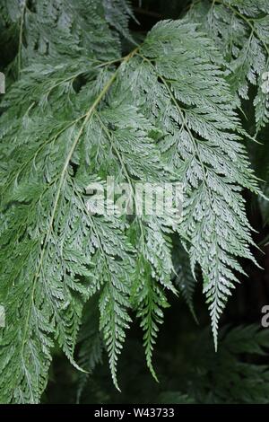 Patte de lapin Davallia fejeensis Fougère, plante, plante commune. Banque D'Images