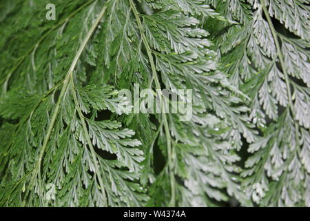 Patte de lapin Davallia fejeensis Fougère, plante, plante commune. Banque D'Images