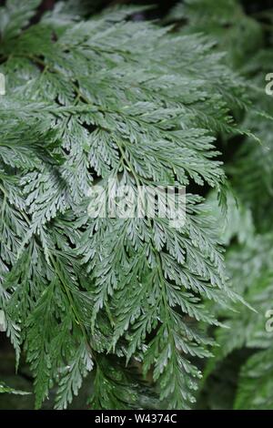 Patte de lapin Davallia fejeensis Fougère, plante, plante commune. Banque D'Images