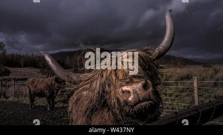 Gros plan d'un yak adulte derrière une clôture en bois dans une grange la nuit Banque D'Images