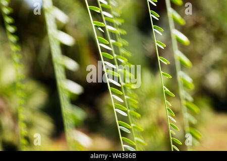 Sections longues avec des feuilles tombantes de Jérusalem thorn tree -Parkinsonia aculeata ou mexicain palo verde - macro photographie Banque D'Images