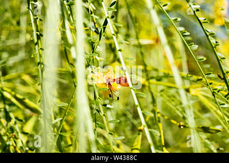 -Jaune fleur orange de Jérusalem thorn tree -Parkinsonia aculeata ou mexicaine - palo verde,fleur simple entre sections longues avec petite lea vert Banque D'Images