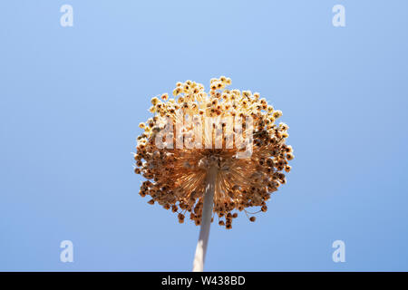 Belle fleur d'ail sec contre le ciel bleu Banque D'Images