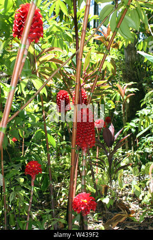 Un groupe de plantes à fleurs de gingembre tour rouge croissant dans une forêt tropicale à Hawaii, USA Banque D'Images