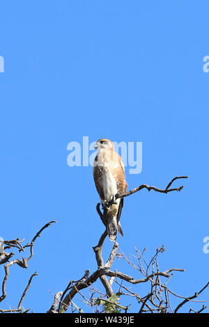 Un Nankeen Kestrel, Falco cenchroides, perché dans l'arbre Banque D'Images