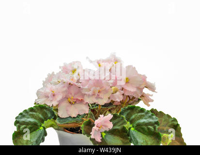 Belle plante en fleurs d'Senpolia Uzumbar ou saintpaulia (violet) avec de délicats pétales de rose terry en pot. Plante en pot décoratif close up o Banque D'Images