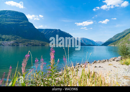 Beaux paysages d'un fjord norvégien avec des arbrisseaux d'épilobes en premier plan Banque D'Images