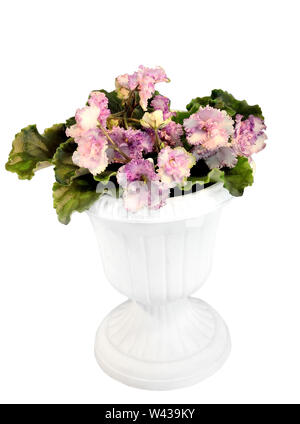 Belle plante en fleurs d'Senpolia Uzumbar ou saintpaulia (violet) avec de délicats pétales de rose rose terry (boucles) en pot. Housepla en pot décoratif Banque D'Images