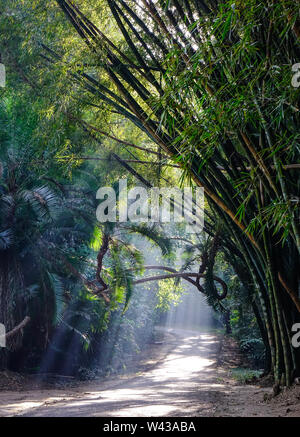 Forêt de bambou avec plam arbres sous les feux du soleil au jardin botanique à Pyin Oo Lwin, le Myanmar. Banque D'Images