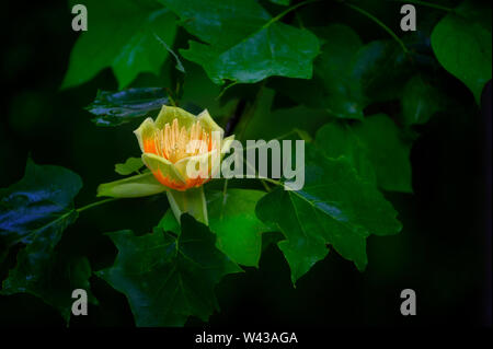 Un gros plan d'une fleur de printemps tulipier membre de l'espèce Magnoliaceae. Banque D'Images