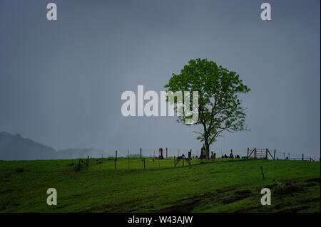 Un arbre solitaire se tient dans les limites d'un petit cimetière sur une colline sur un jour de pluie Banque D'Images