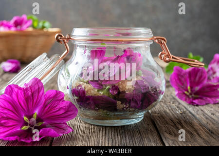 Préparation du sirop contre la toux à la mauve à partir de fleurs fraîches de Malva sylvestris var. mauritiana Banque D'Images