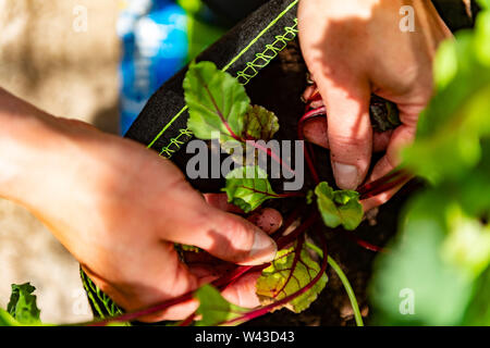 Femme dans son jardin jardinage Yorkshire Banque D'Images