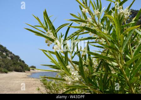 Ballon d'asclépiade / Coton / coton à feuilles étroites (Gomphocarpus fruticosus bush) la floraison par Rio Codula di Luna, Cala Luna, la Sardaigne. Banque D'Images