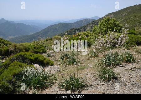 Asphodèle (Asphodelus ramosus ramifiés) floraison dans le Supramonte de montagnes, près de Urzulei, Sardaigne, Italie, juin. Banque D'Images