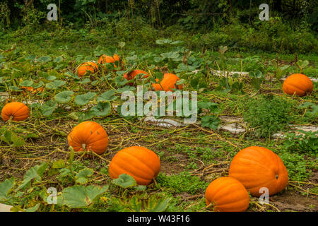 De plus en plus grande des citrouilles sur le terrain prêt tous prêts à être mûres cueillies à la ferme du pays à l'automne Banque D'Images