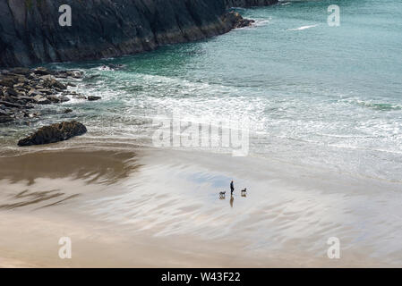 Femme marche deux chiens sur la plage à Llyfn Abereiddy Traeth près dans le parc national de Pembrokeshire Coast, le Pays de Galles. Banque D'Images