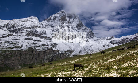 Vue paysage de la face sud du Cervin, vue de Plan Maison.pré vert à l'avant avec un groupe de vaches, ciel bleu avec des nuages blancs un Banque D'Images
