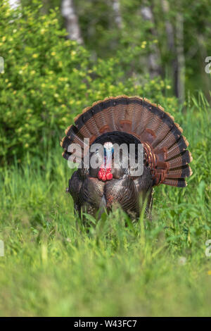 Tom la Turquie se pavaner pour une poule dans le nord du Wisconsin. Banque D'Images