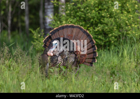 Tom la Turquie se pavaner pour une poule dans le nord du Wisconsin. Banque D'Images