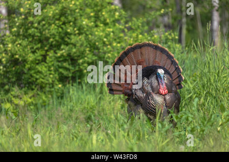 Tom la Turquie se pavaner pour une poule dans le nord du Wisconsin. Banque D'Images