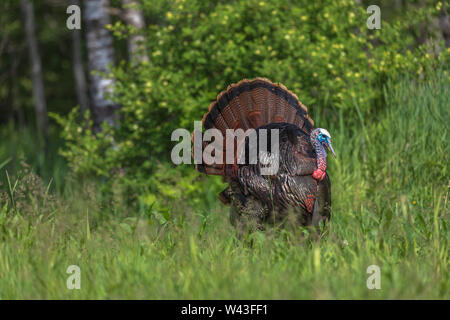 Tom la Turquie se pavaner pour une poule dans le nord du Wisconsin. Banque D'Images