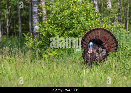 Tom la Turquie se pavaner pour une poule dans le nord du Wisconsin. Banque D'Images