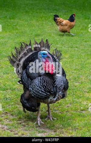 Espagnol noir / Black Norfolk (Meleagris gallopavo) homme / tom / gobbler la dinde et le poulet domestique à la ferme Banque D'Images