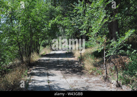 La nature horizontale de fond avec chemin de la voie pavée en béton dans une forêt de feuilles vert soleil Banque D'Images