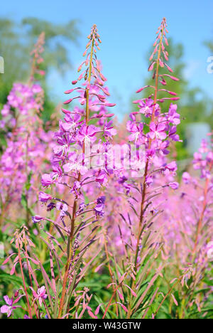 Chamerion angustifolium fleurs pousse à l'extérieur, Close up Banque D'Images