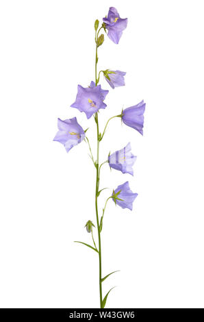 Campanula persicifolia flower isolated on white background Banque D'Images