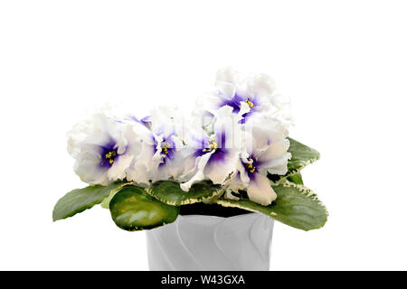 Belle plante en fleurs d'Senpolia Uzumbar ou saintpaulia (violet) avec de délicates mauve avec pétales blancs et feuilles panachées en pot. Decorative Banque D'Images
