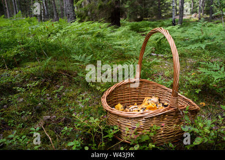 Panier plein de golden chanterelles cueillies dans la forêt Banque D'Images