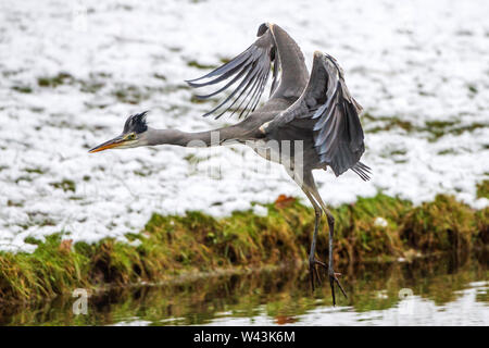 Héron cendré, Graureiher (Ardea cinerea) Banque D'Images