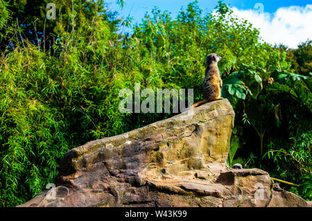 Meerkat Sentry à l'affût au Zoo d'Exmoor Banque D'Images