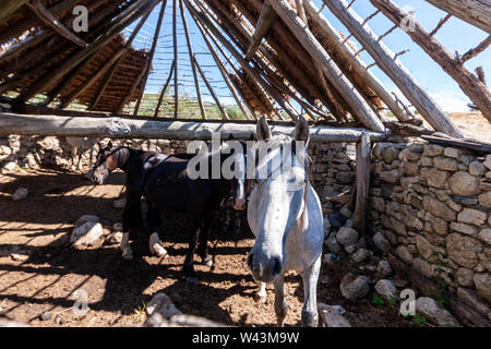 Autres Palloza, habitation traditionnelle de la Serra dos Ancares, utilisé comme une grange, paysage près de Campo del Agua , province de Leon, Castille, Espagne Banque D'Images