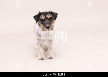 Petit Chien tricolore est debout devant un fond blanc. Jack Russell Terrier à poil rude Banque D'Images