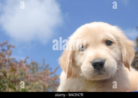 Chiot golden retriever Banque D'Images