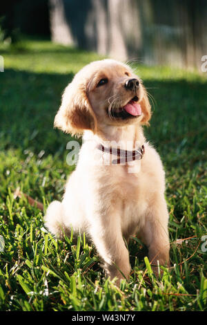 Chiot golden retriever Banque D'Images