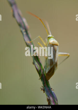 Luzerne, Adelphocoris lineolatus bug Banque D'Images