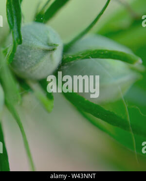 Bourgeons Hibiscus syriacus close up, macro Banque D'Images