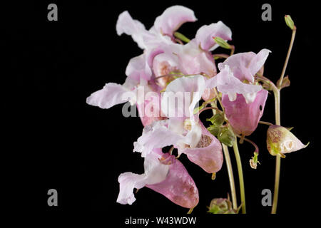 La floraison de l'Impatiens glandulifera balsamine de l'Himalaya,, qui se développe sur le côté de la route près de un fossé dans le Dorset. Balsamine de l'Himalaya est un pour dire que non autochtones Banque D'Images