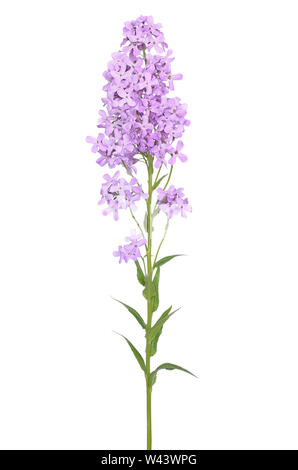 Dame's Rocket (Hesperis matronalis) flower isolated on white background Banque D'Images