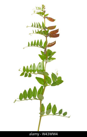 Vicia cracca fleurs isolé sur fond blanc Banque D'Images