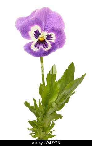 Pensées Viola tricolor flower isolated on white background Banque D'Images